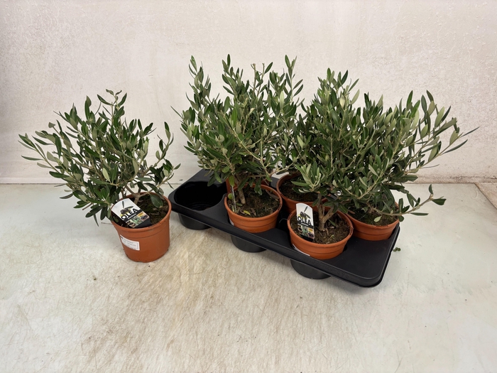 <h4>OLEA EUROPAEA</h4>
