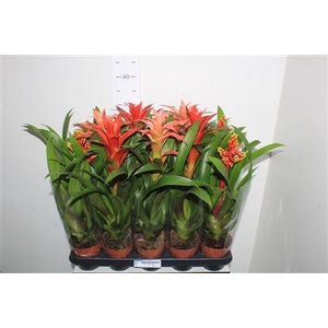 Bromelia Gem