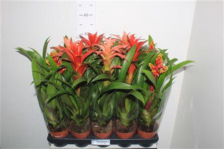 <h4>Bromelia Gem</h4>