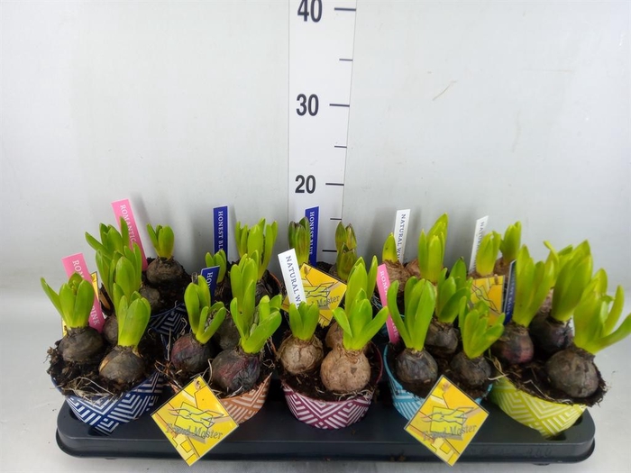 <h4>Arr.  Hyacinthus L%</h4>