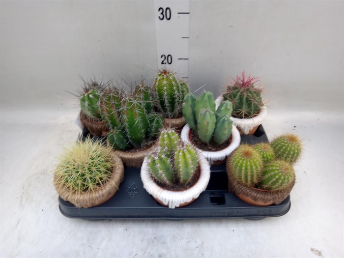 <h4>Cactus   ...</h4>