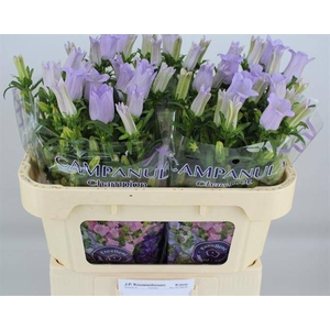 Campanula Champion Lavender Kouwenhoven