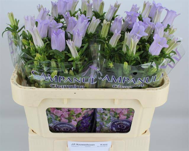 <h4>Campanula Champion Lavender Kouwenhoven</h4>