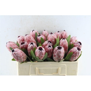 PROTEA PINK ICE