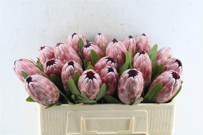 <h4>PROTEA PINK ICE</h4>