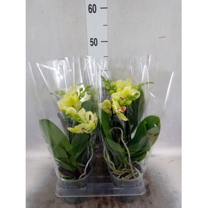 Phalaenopsis  'Motagua'