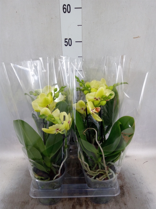 <h4>Phalaenopsis  'Motagua'</h4>