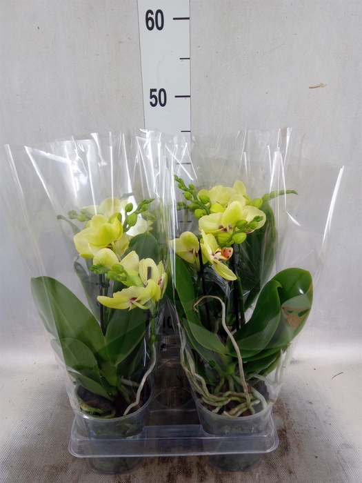 Phalaenopsis  'Motagua'