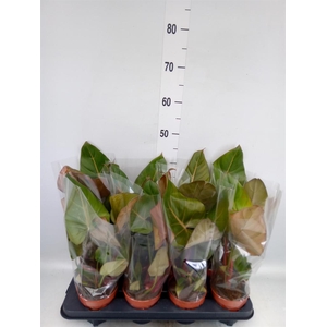 Philodendron   ...