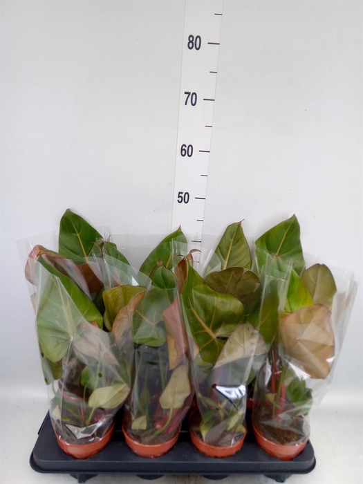 <h4>Philodendron   ...</h4>