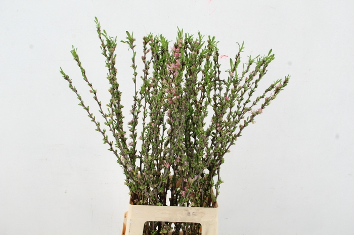<h4>PRUNUS COMET 080CM</h4>