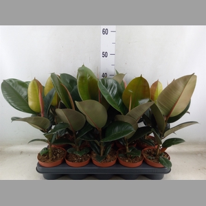Ficus elastica 'Robusta'