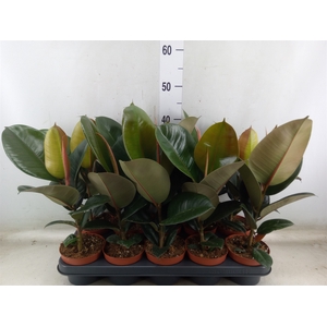 Ficus elastica 'Robusta'