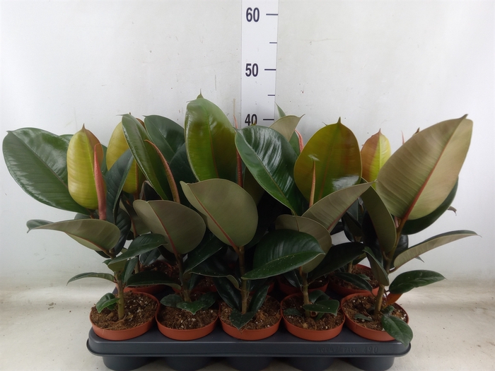 <h4>Ficus elastica 'Robusta'</h4>