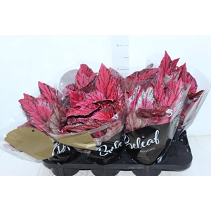 BEGONIA BELEAFS MAUI SUNSET P15