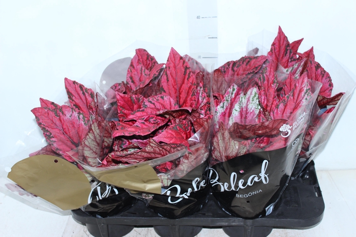<h4>BEGONIA BELEAFS MAUI SUNSET P15</h4>