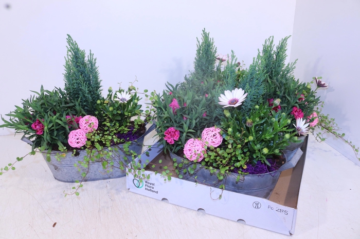 <h4>ARR TUINPLANTEN</h4>