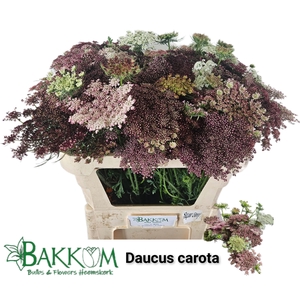 Daucus Carota Dara