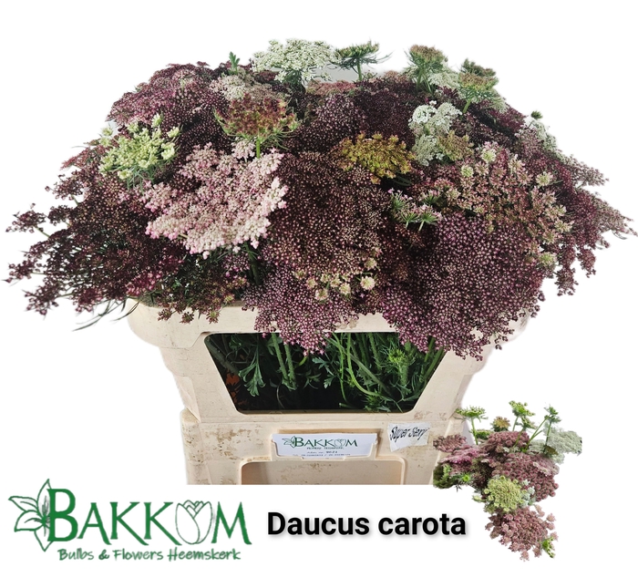 <h4>Daucus Carota Dara</h4>