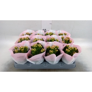 Kalanchoe  'MoreFlow Lillian'
