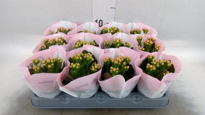 <h4>Kalanchoe  'MoreFlow Lillian'</h4>