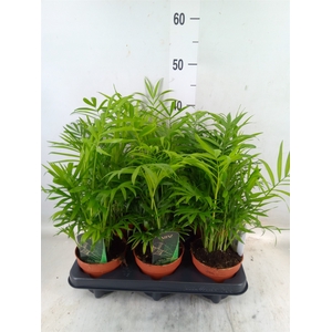 Chamaedorea elegans