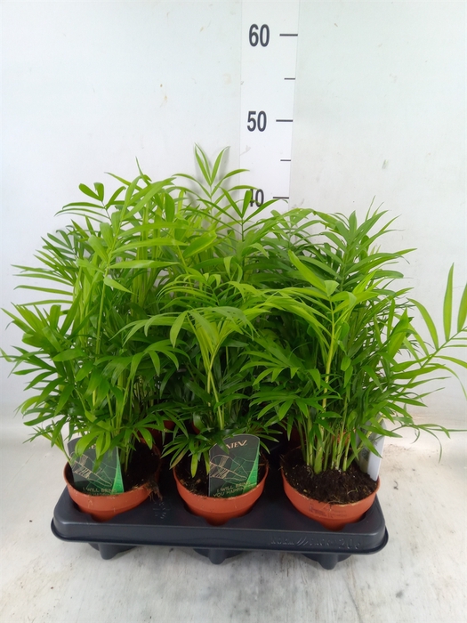 <h4>Chamaedorea elegans</h4>