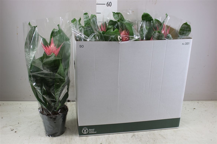 <h4>Aechmea Fa Primera</h4>