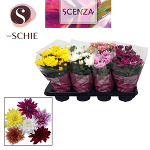 Chrysant Chrystal Mix