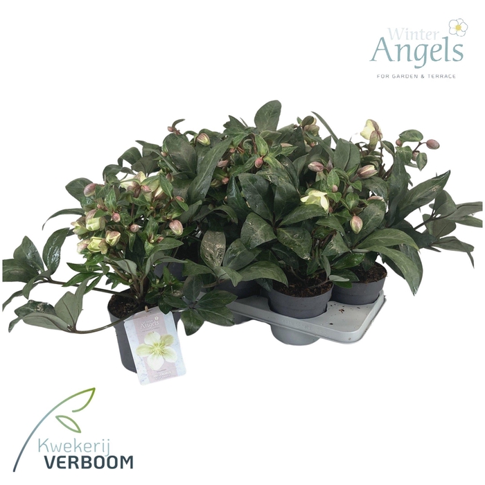 <h4>Helleborus ViV Valeria p15</h4>