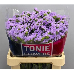 Lim S Tonie Lavender