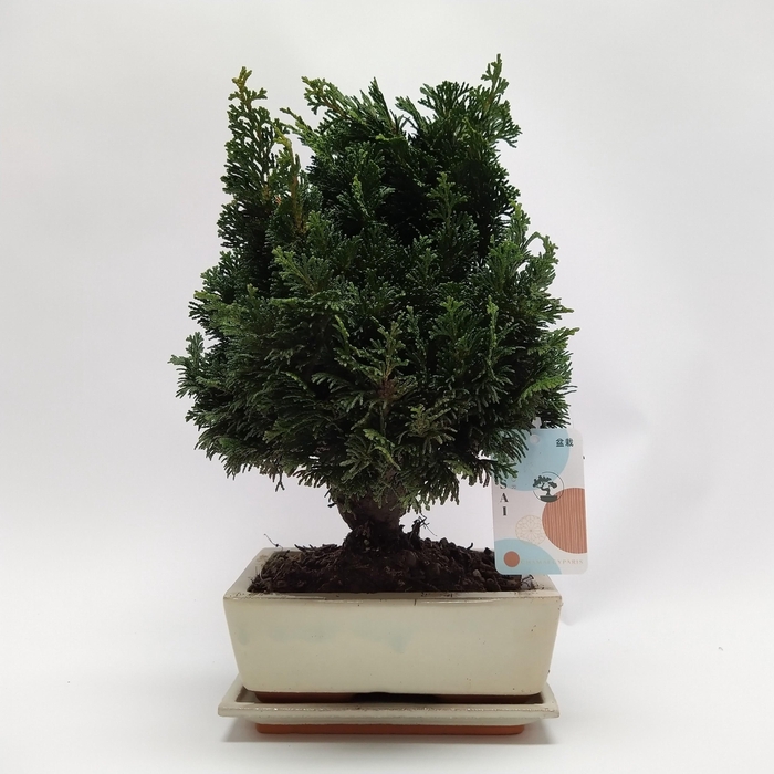 <h4>Chamaecyparis Bonsai 'Traditional' 20 cm + Schotel</h4>