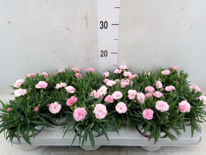 <h4>Dianthus  'I Love U'</h4>