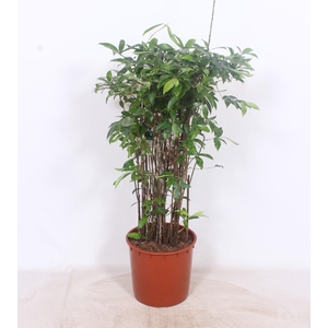 Dracaena Surculosa