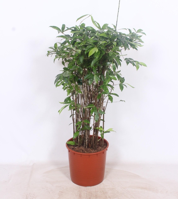 <h4>Dracaena Surculosa</h4>