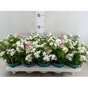 Catharanthus ros. 'Soiree White'