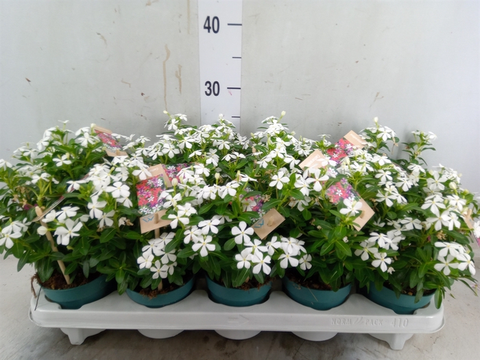 <h4>Catharanthus ros. 'Soiree White'</h4>