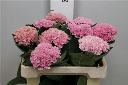 Hydr M Revolution Roze Vertakt