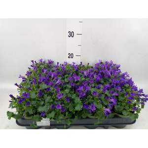 Campanula porten. 'Get Mee'