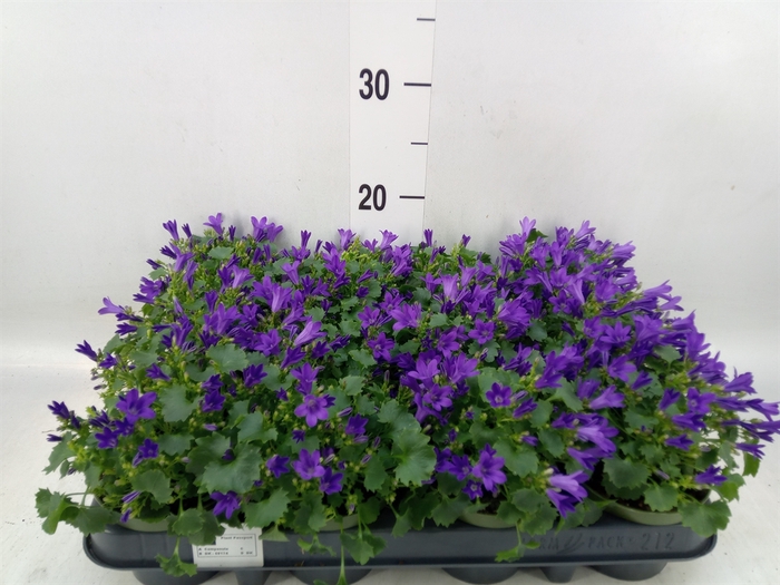 <h4>Campanula porten. 'Get Mee'</h4>
