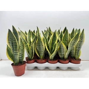 Sansevieria trifasciata Superba 12Ø 40cm