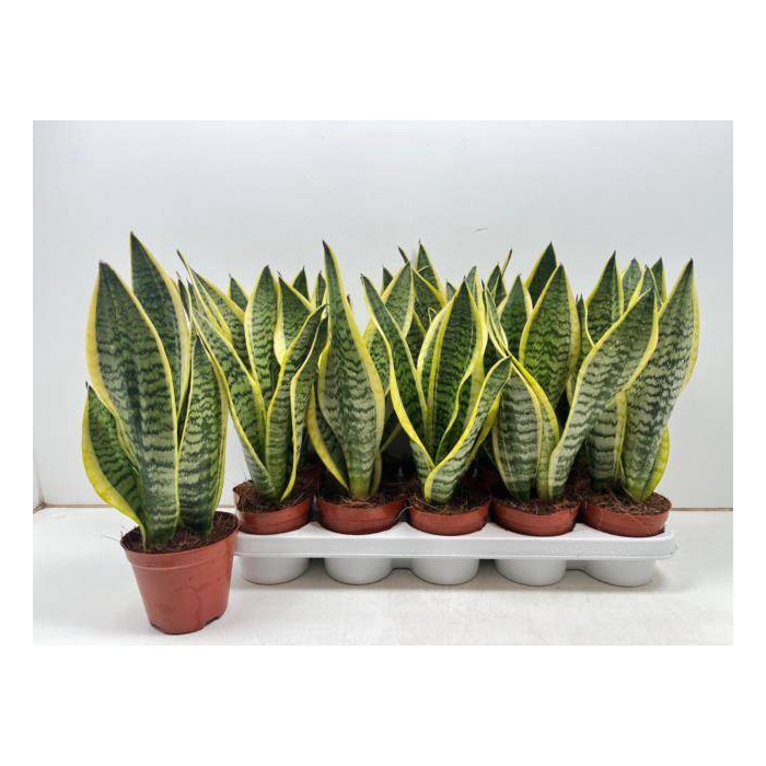 <h4>Sansevieria trifasciata Superba 12Ø 40cm</h4>
