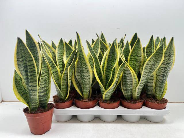 Sansevieria trifasciata Superba 12Ø 40cm