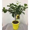 Citrus hystrix