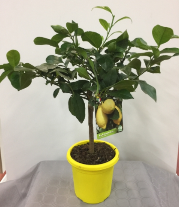 Citrus hystrix