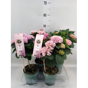Hydrangea mac. 'Magical Revolution'