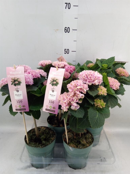 <h4>Hydrangea mac. 'Magical Revolution'</h4>