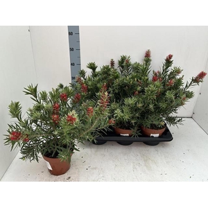 CALLISTEMON SPECIOSU