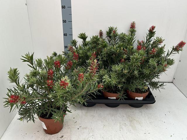 <h4>CALLISTEMON SPECIOSU</h4>