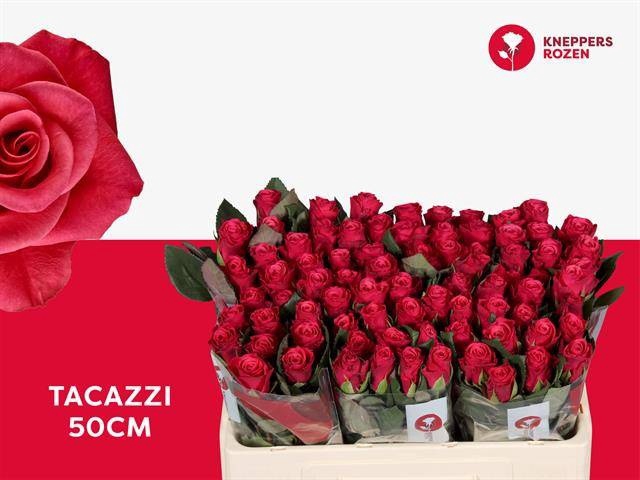 <h4>Rosa large tacazzi+</h4>